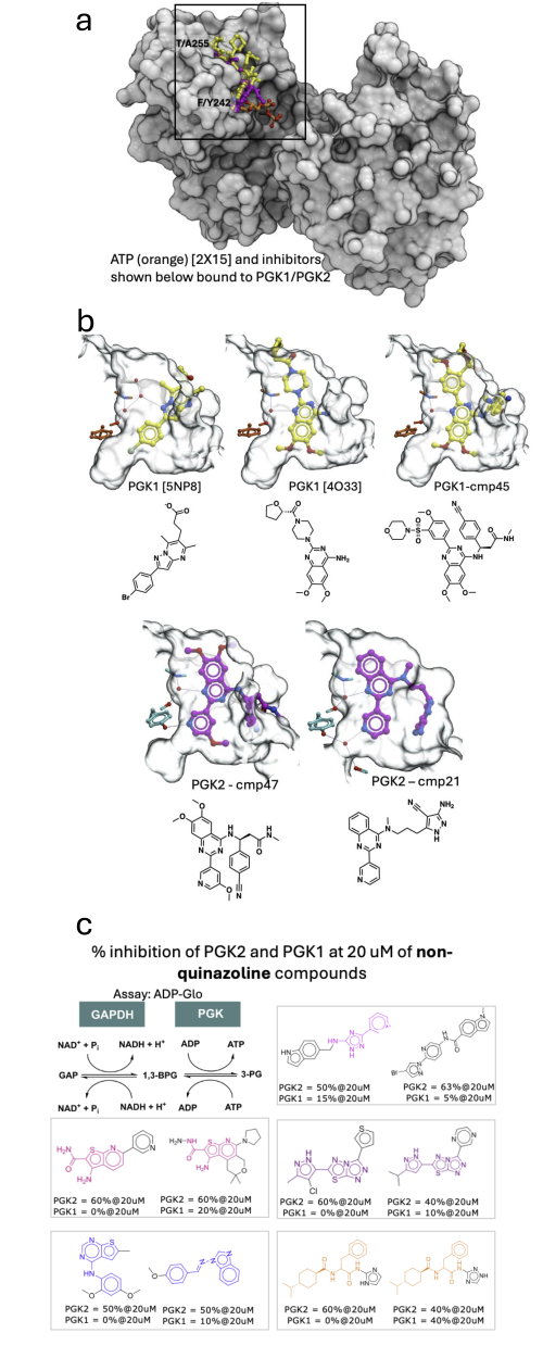 Finding Selective Inhibitors of Phosphoglycerate Kinase 2 | CACHE